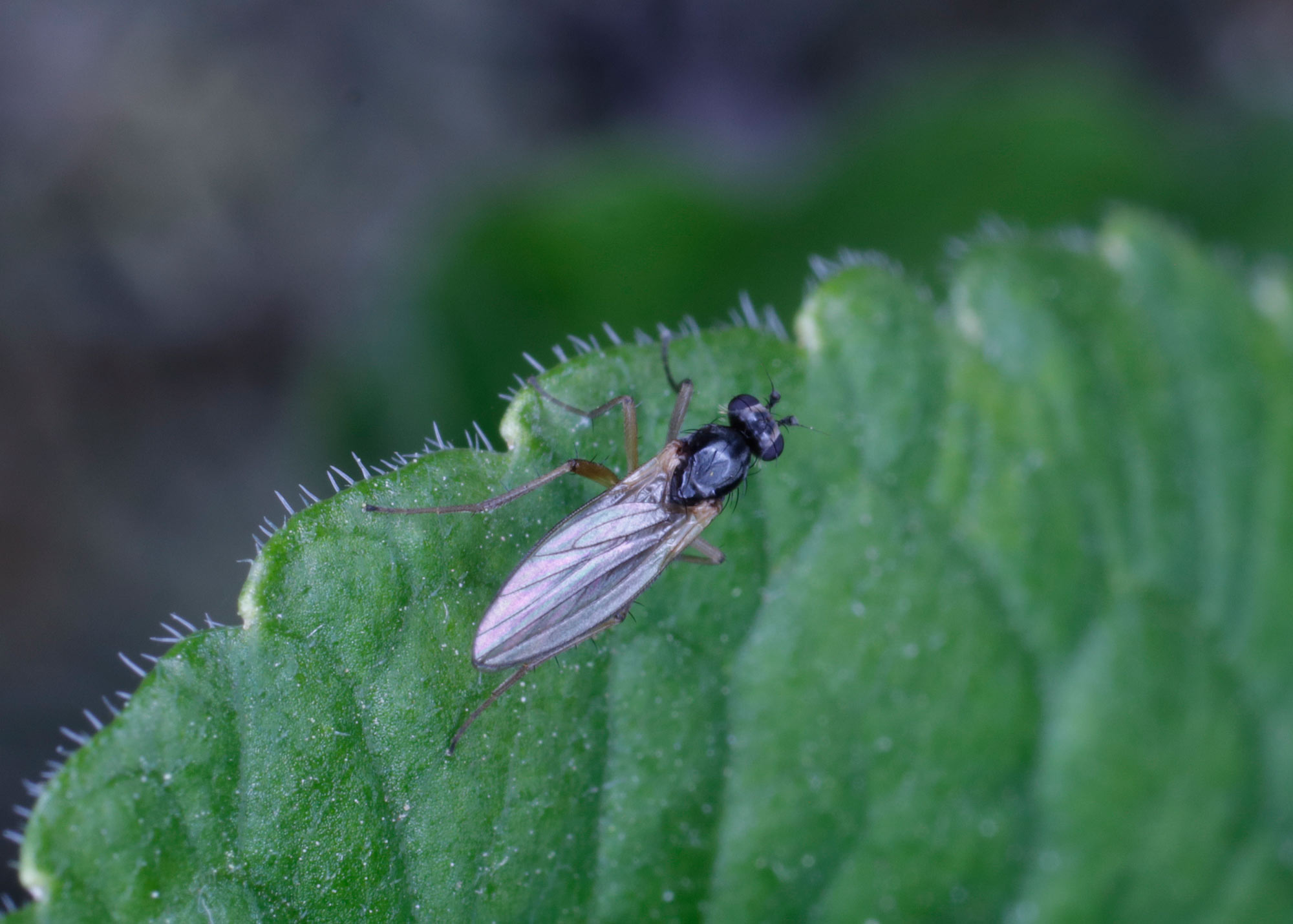 Lonchopteridae: cfr. Lonchoptera lutea